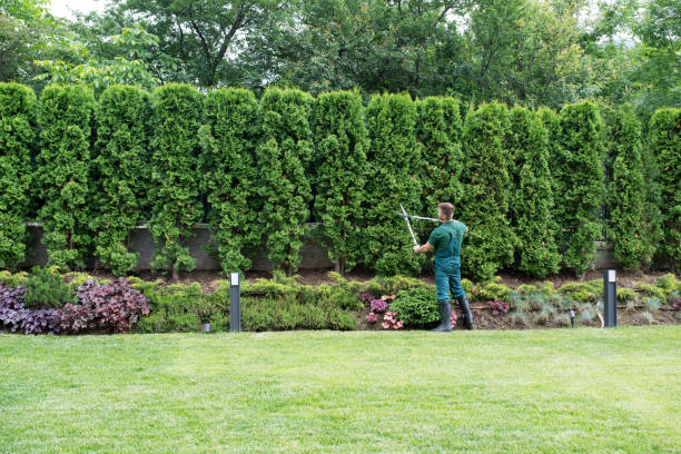 Best Lawn Drainage Solutions  in Pemberton Heights, NJ